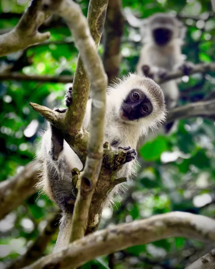 Zanzibar Beaches and wildlife
